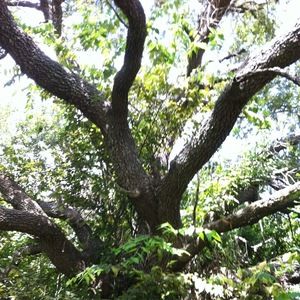 Meet your Posher, Aisha